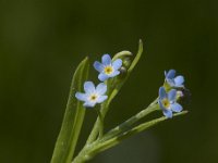 Myosotis scorpioides 20, Moerasvergeet-mij-nietje, Saxifraga-Willem van Kruijsbergen