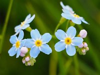 Myosotis scorpioides ssp scorpioides 17, Moerasvergeet-mij-nietje, Saxifraga-Hans Dekker