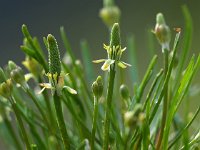 Myosurus minimus 31, Muizenstaart, Saxifraga-Hans Dekker