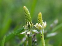 Myosurus minimus 32, Muizenstaart, Saxifraga-Hans Dekker