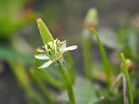 Myosurus minimus 33, Muizenstaart, Saxifraga-Hans Dekker