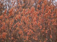 Myrica gale 49, Wilde gagel, Saxifraga-Tom Heijnen