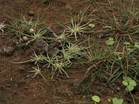 Myriophyllum alterniflorum 2, Teer vederkruid, Saxifraga-Hans Boll