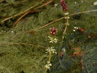 Myriophyllum spicatum, Eurasian Water-milfoil