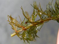 Myriophyllum spicatum 10, Aarvederkruid , Saxifraga-Rutger Barendse