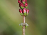 Myriophyllum spicatum 2, Aarvederkruid, Saxifraga-Rutger Barendse