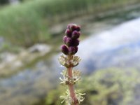 Myriophyllum spicatum 6, Aarvederkruid, Saxifraga-Jasenka Topic