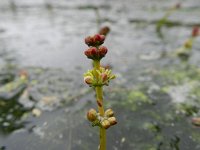 Myriophyllum spicatum 9, Aarvederkruid , Saxifraga-Rutger Barendse