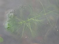 Myriophyllum verticillatum,  Myriad Leaf