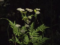 Myrrhis odorata 10, Roomse kervel, Saxifraga-Jan van der Straaten