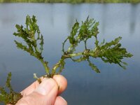 Najas marina 13, Groot nimfkruid, Saxifraga-Ed Stikvoort : gesteelde spiesmelde gg Sloehaven s9900