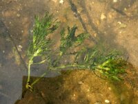 Najas marina 14, Groot nimfkruid, Saxifraga-Ed Stikvoort : gesteelde spiesmelde gg Sloehaven s9900