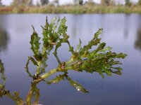 Najas marina 15, Groot nimfkruid, Saxifraga-Ed Stikvoort : gesteelde spiesmelde gg Sloehaven s9900