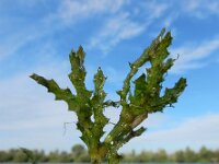 Najas marina 16, Groot nimfkruid, Saxifraga-Ed Stikvoort : gesteelde spiesmelde gg Sloehaven s9900