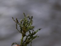 Najas marina 1, Groot nimfkruid, Saxifraga-Peter Meininger