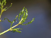 Najas marina 4, Groot nimfkruid, Saxifraga-Peter Meininger