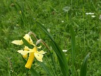 Narcissus bicolor 2, Saxifraga-Dirk Hilbers