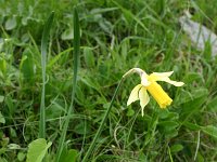 Narcissus bicolor 3, Saxifraga-Dirk Hilbers