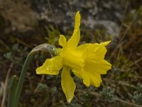 Narcissus bugei 10, Saxifraga-Willem van Kruijsbergen