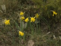 Narcissus bugei 11, Saxifraga-Willem van Kruijsbergen