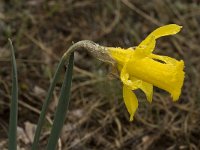 Narcissus bugei 13, Saxifraga-Jan van der Straaten