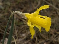 Narcissus bugei 14, Saxifraga-Jan van der Straaten