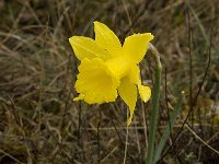 Narcissus bugei 15, Saxifraga-Jan van der Straaten