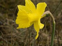 Narcissus bugei 16, Saxifraga-Jan van der Straaten