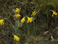Narcissus bugei 17, Saxifraga-Jan van der Straaten
