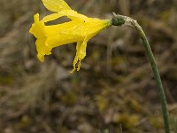 Narcissus bugei 18, Saxifraga-Jan van der Straaten
