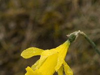 Narcissus bugei 19, Saxifraga-Jan van der Straaten