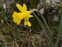 Narcissus bugei 2, Saxifraga-Willem van Kruijsbergen