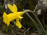 Narcissus bugei 3, Saxifraga-Willem van Kruijsbergen