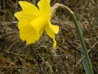 Narcissus bugei 4, Saxifraga-Willem van Kruijsbergen
