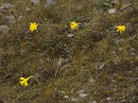 Narcissus bugei 5, Saxifraga-Willem van Kruijsbergen
