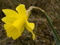 Narcissus bugei 6, Saxifraga-Willem van Kruijsbergen