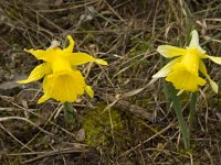 Narcissus bugei 7, Saxifraga-Willem van Kruijsbergen