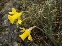 Narcissus bugei 8, Saxifraga-Willem van Kruijsbergen