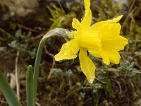 Narcissus bugei 9, Saxifraga-Willem van Kruijsbergen