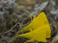 Narcissus bulbocodium 14, Saxifraga-Willem van Kruijsbergen