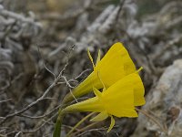 Narcissus bulbocodium 16, Saxifraga-Willem van Kruijsbergen