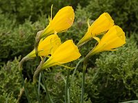 Narcissus bulbocodium 17, Saxifraga-Jan van der Straaten