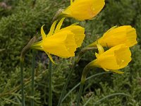 Narcissus bulbocodium 18, Saxifraga-Willem van Kruijsbergen