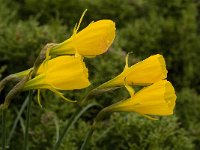 Narcissus bulbocodium 19, Saxifraga-Jan van der Straaten
