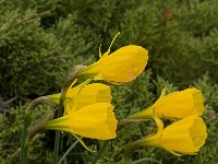 Narcissus bulbocodium 20, Saxifraga-Willem van Kruijsbergen