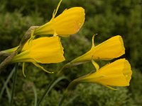 Narcissus bulbocodium 21, Saxifraga-Jan van der Straaten