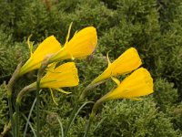 Narcissus bulbocodium 22, Saxifraga-Jan van der Straaten