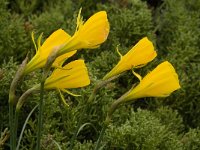 Narcissus bulbocodium 23, Saxifraga-Willem van Kruijsbergen