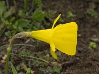 Narcissus bulbocodium 25, Saxifraga-Willem van Kruijsbergen
