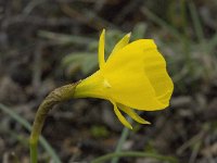 Narcissus bulbocodium 27, Saxifraga-Willem van Kruijsbergen